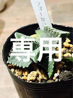 メルカリ便発送☆フォーカリア属 紅蓮地獄(選抜実生苗) 2025年最新】フォーカリアの人気アイテム - メルカリ