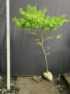 コハウチワカエデ シダレ（枝垂れ）【品番3563】 - メルカリ