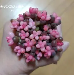 ねこねこーん様 リクエスト 2点 まとめ商品