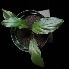 2026年最新】ホマロメナ Homalomenaの人気アイテム - メルカリ