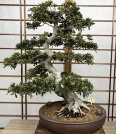 盆栽鉢　山秋　山秋造　常滑　人気作家　希少品　13号　bonsai 盆栽鉢 山秋 山秋造 常滑 人気作家 希少品 13号 bonsai