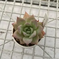 Ahskha様 リクエスト 2点 まとめ商品