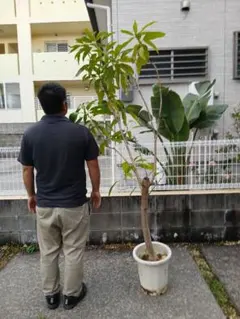 2026年最新】マンゴー苗の人気アイテム - メルカリ