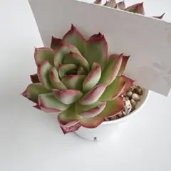優木園　木染月　多肉植物　エケベリア　抜き苗
