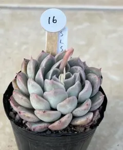 多肉植物 霜椿×シムランスラグナサンチェス【抜き苗】 - メルカリ