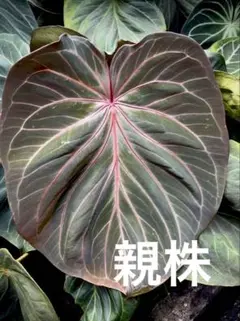 2026年最新】anthurium kosの人気アイテム - メルカリ