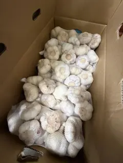 新物 令和8年度産 青森県産 福地ホワイト六片 生にんにく S 玉 10kg