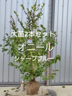 2026年最新】ブルーベリー 大苗の人気アイテム - メルカリ
