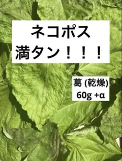 ワンコイン出品♪ 葛の葉(乾燥) うさぎさん♪　チンチラさん♪　たっぷりおやつ♪のサムネイル