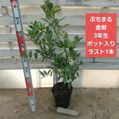 ぷちまる金柑 苗木 接ぎ木 登録品種 3年生 - メルカリ