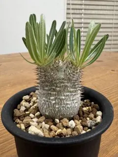 パキポディウム　イノピナツム　実生　コレクション株 パキポディウム イノピナツム実生③ Hanayoshi-botanical