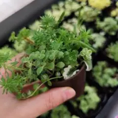 多肉植物 セダム セット　抜き苗　全て