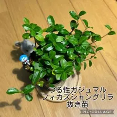 user_2aa98f79様 リクエスト 2点 まとめ商品
