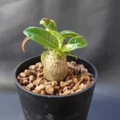 2026年最新】ウィンゾリー 実生の人気アイテム - メルカリ