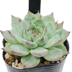 31.チワワエンシス☓レッドエボニー 抜き苗 多肉植物