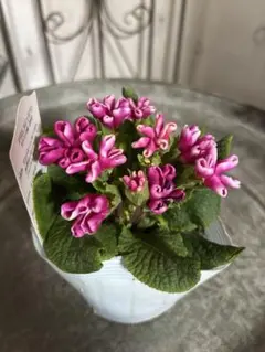 user_a50fc9e1様 リクエスト 4点 まとめ商品