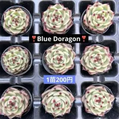 1苗❣️ブルードラゴン❣️現品 エケベリア 寄せ植え 多肉弁当 多肉植物