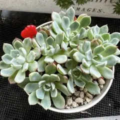 多肉植物♡七福美尼　抜き苗のサムネイル