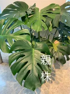 モンステラ　根上がり　8号　特大苗木最高等級極上品株　極太株 モンステラ 根上がり 8号 特大苗木最高等級極上品株 極太株 モンステラ 根