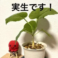 NEO様 リクエスト 2点 まとめ商品