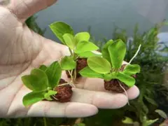 masa様 リクエスト 2点 まとめ商品