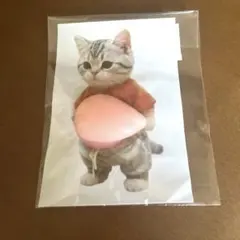 猫の立体シール ぷっくりステッカー