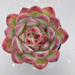 ❣️花火❣️現品 エケベリア 寄せ植え 多肉弁当 多肉植物 ❣️花火❣️現品 エケベリア 寄せ植え 多肉弁当 多肉植物 - メルカリ