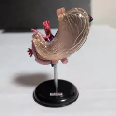 「こどもの事典大百科 人体解剖図鑑Ⅱ」　トレーディングフィギュアのサムネイル