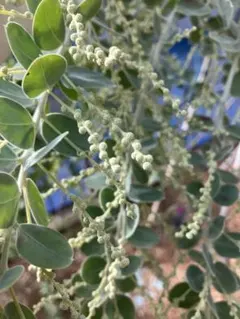 Ne*様追加分② ミモザ　ゴールデントップ　生花　フレッシュ　カット枝　スワッグ Ne*様追加分② ミモザ ゴールデントップ 生花 フレッシュ カット枝