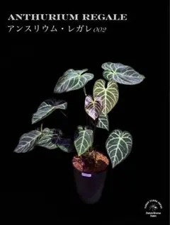 サイズ特大葉❗️超絶希少❗️アンスリウムレガレダークフォーム 新葉