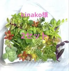多肉植物セット 15種類以上