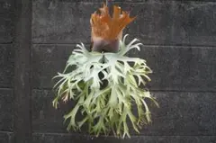 P.willinckii ' 月光爪哇 ' OCのサムネイル