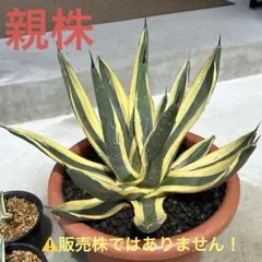 アガベ ニッケリーマ グレートホワイトシャーク 子株③ 検)シャーク