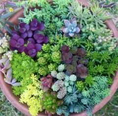 Sale❣️多肉植物セダム カット苗18種詰め合せ 寄せ植えセットゆうゆうメルカリ