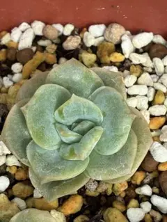 ❤️専用❤️✨メルカリ便✨❤️ラブリーローズ錦❤️        抜き苗⑤大特価セール♪ ランダム発送】多肉植物 ラブリーローズ 2本❤️抜き苗❤ - メルカリ