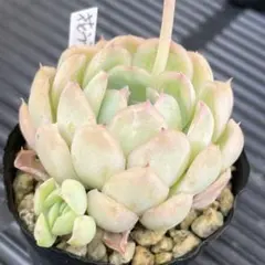 いんこちゃん様 リクエスト 3点 まとめ商品