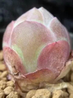 多肉植物　グリーノビア　パルマ 休眠期サイズ3cm 1株のサムネイル