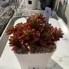 紅葉多肉植物　虹の玉(11株) セダム　抜き苗