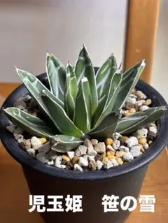 2241アガベ \"児玉笹の雪\" 極濃白 極上株 子株附 2241アガベ 児玉笹の雪 極濃白 極上株 子株附