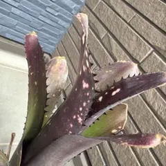 ビルベルギア ダークプリンス Billbergia Dark Prince - メルカリ