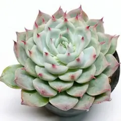 しょー様 リクエスト 3点 まとめ商品