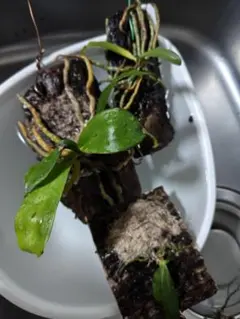 2025年最新】エランギスの人気アイテム - メルカリ