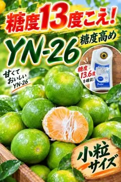 在庫限り‼️希少品種‼️和歌山県産 紫の梅M.Sサイズ 10kg みかんキング