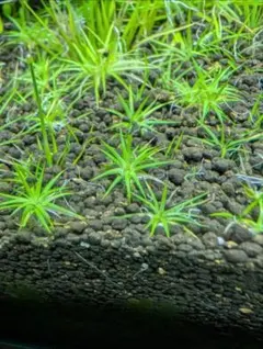 2026年最新】ホシクサの人気アイテム - メルカリ