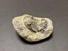 【三葉虫】 メタカンチア 化石標本 約6cmのサムネイル