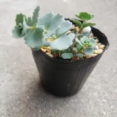 多肉植物 斑入りミセバヤ 10cm以上 カット苗 - メルカリ