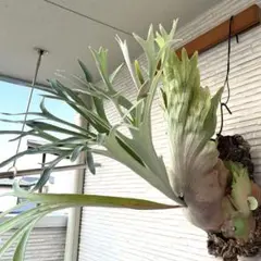 ヒ*ロ様 ベイチーワイルド　ミックス胞子撒き　10/4 ヒ*ロ様 ベイチーワイルド ミックス胞子撒き 10/4 ヒ*ロ様 ベイチー