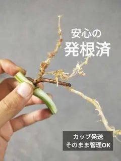 K1】斑入りモンステラ ホワイトタイガー トップカット茎 成長点4つ