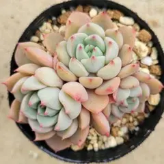 ア*ナ様 多肉植物　小春　ぼのぼのさん苗　札無しのサムネイル