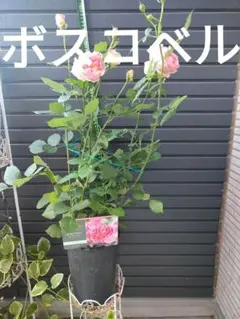 ザフライアー 6号スリット ER 芽接ぎ苗 イングリッシュローズ - メルカリ